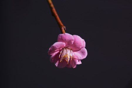Plum blossomの写真素材
