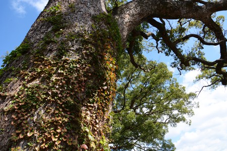 camphor tree.の写真素材