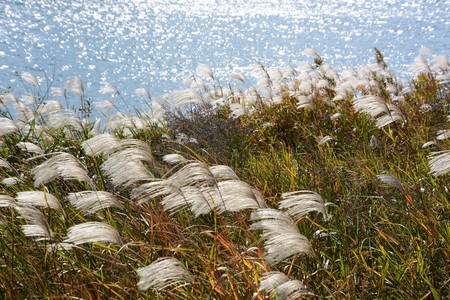Japanese pampas grassの写真素材