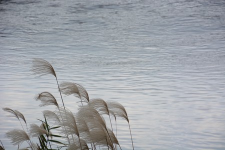 Chikugo-River riverbedの写真素材
