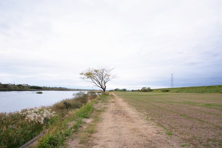 Chikugo-River riverbedの写真素材