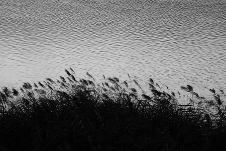 Chikugo-River riverbedの写真素材