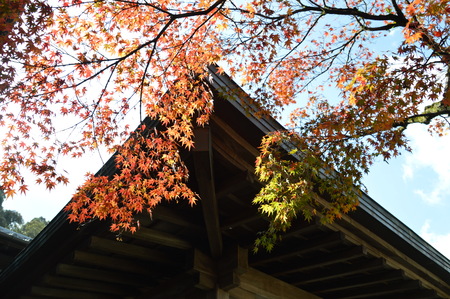 Autumn Zen Templeの写真素材