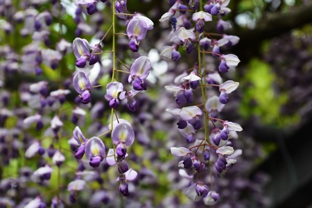 Wisteria of the templeの写真素材