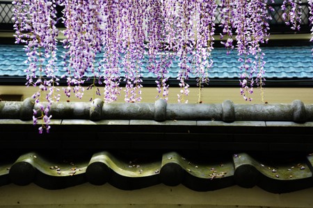 Wisteria of the templeの写真素材