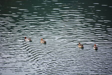 Ducks swimmingの写真素材