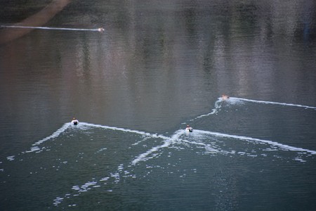 Ducks swimmingの写真素材