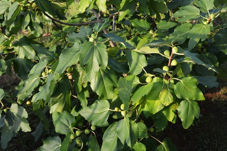Fig treeの写真素材