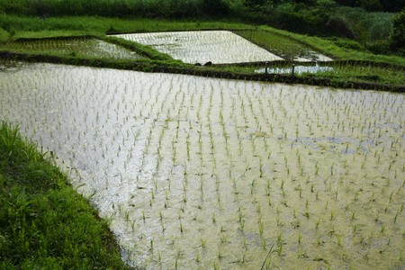 Rice cultivation recordsの写真素材