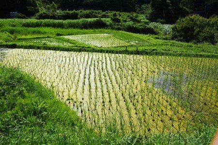 Rice cultivation recordsの写真素材