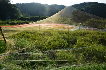Rice cultivation recordsの写真素材
