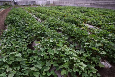 The cultivation of sweet potatoesの写真素材