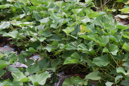 The cultivation of sweet potatoesの写真素材