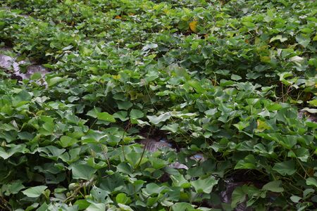 The cultivation of sweet potatoesの写真素材