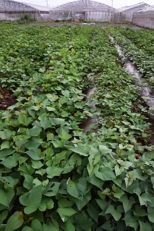 The cultivation of sweet potatoesの写真素材