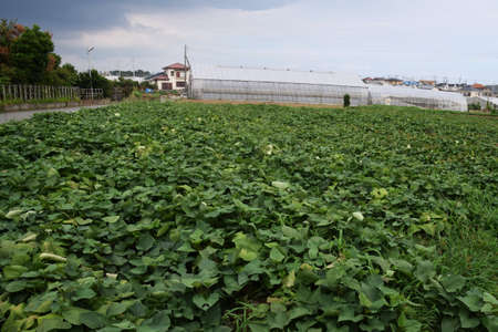 The cultivation of sweet potatoesの写真素材