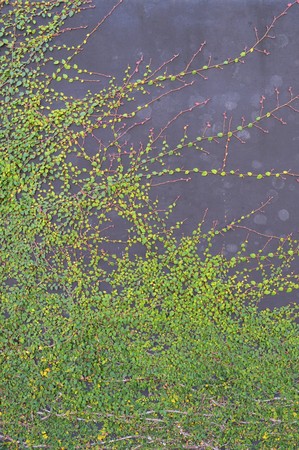 Abstraction of Ivyの写真素材