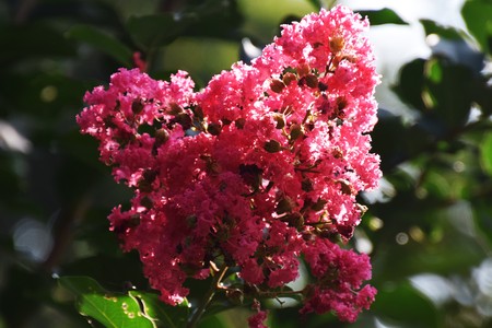 Crape myrtleの写真素材