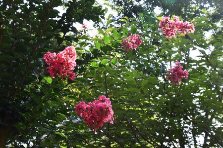 Crape myrtleの写真素材