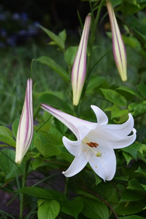 Lilyの写真素材