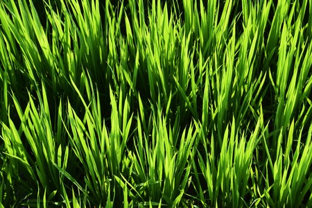 The growth of the rice plantの写真素材