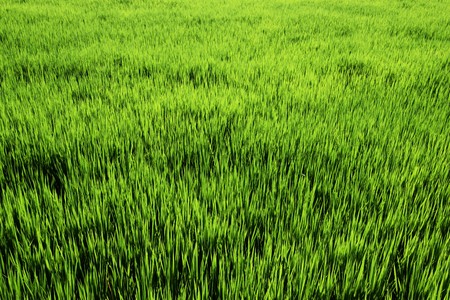 The growth of the rice plantの写真素材