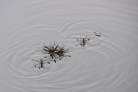 Water stridersの写真素材