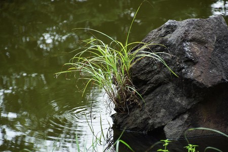 The stone in the Japanese garden