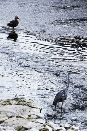 Heron and Duck in riverの写真素材