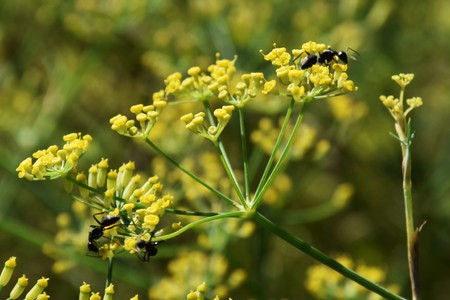 Fennel