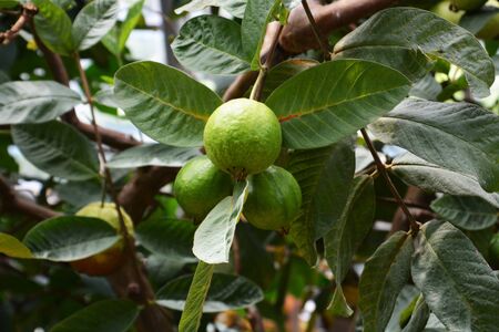Guavaの写真素材