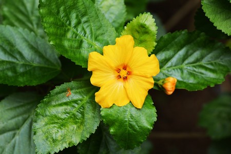 Ilimaの写真素材