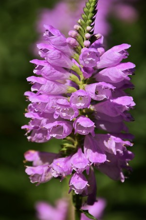 Physostegia virginianaの写真素材