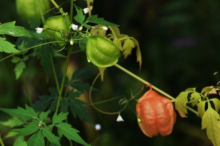 Balloon vine fruitの写真素材