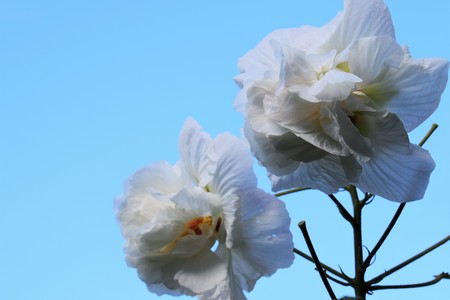 Hibiscus mutabilisの写真素材