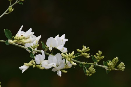 White bush cloverの写真素材