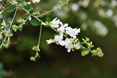 White bush cloverの写真素材