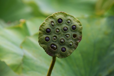Lotus seedsの写真素材