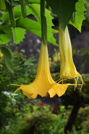 Angel's trumpetの写真素材