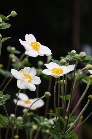 Anemone hupehensisの写真素材