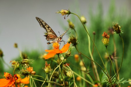 Yellow cosmosの写真素材