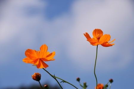 Yellow cosmosの写真素材