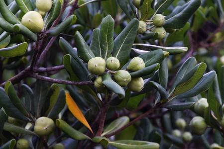 Pittosporum tobiraの写真素材