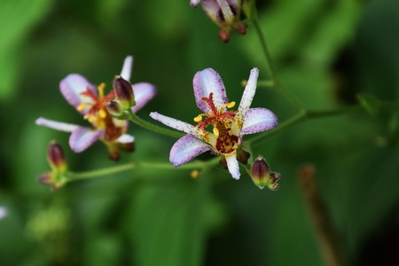 Japanese toad lilyの写真素材