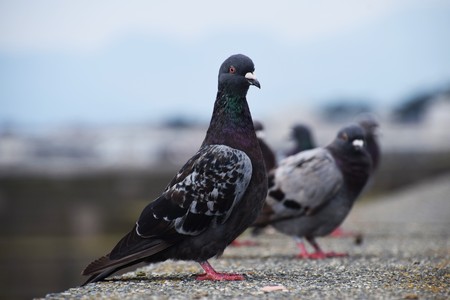 Pigeonの写真素材