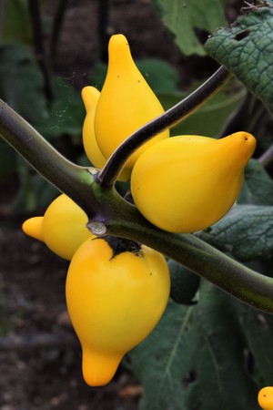 Solanum mammosumの写真素材