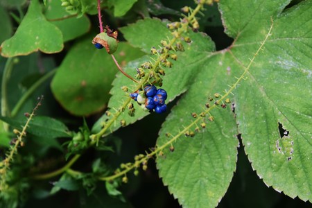Persicaria perfoliataの写真素材