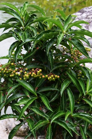 Ardisia crenataの写真素材