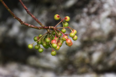 Ardisia crenataの写真素材