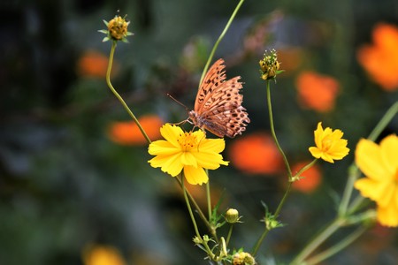 Yellow cosmosの写真素材